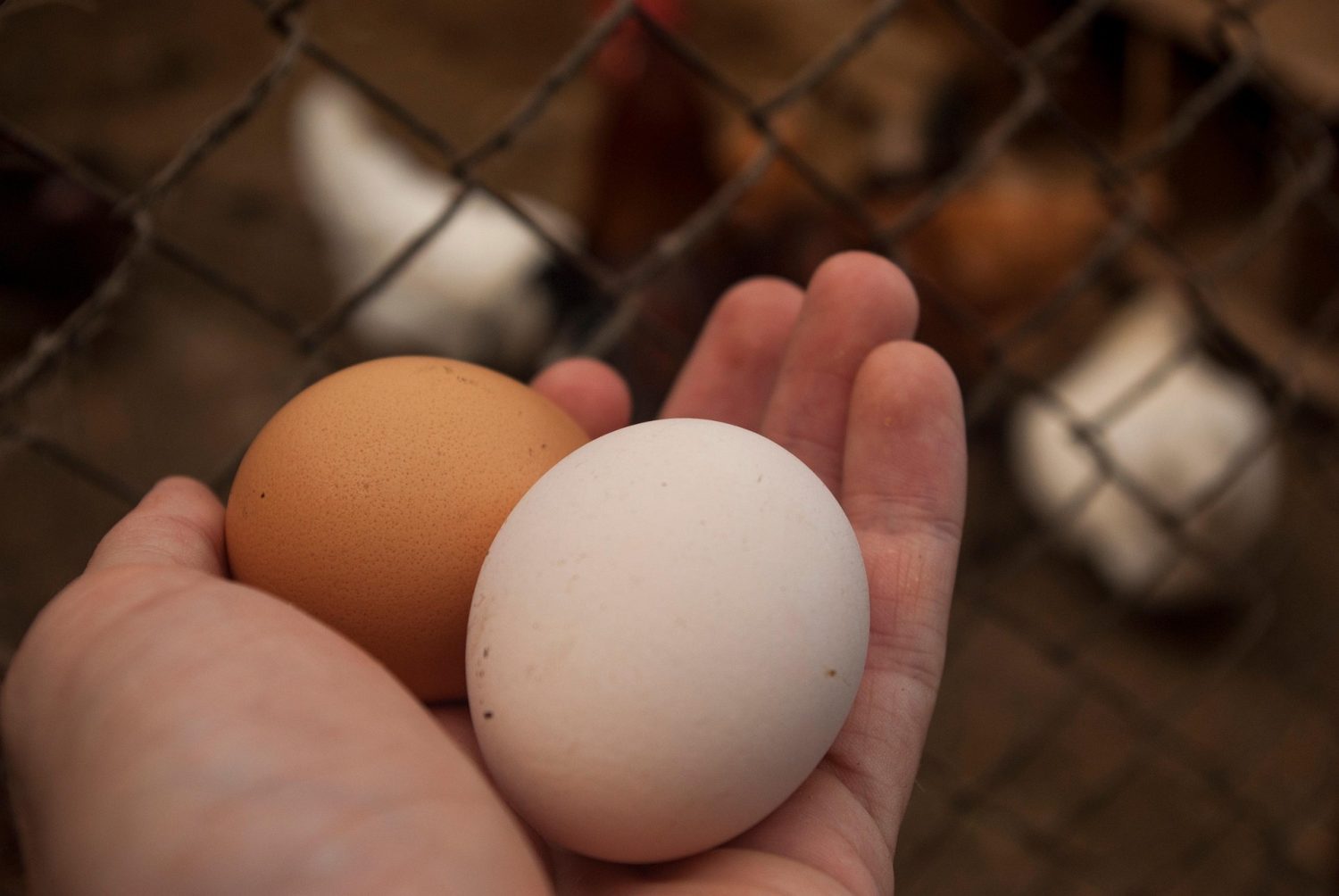 Des oeufs fraichement ramassés